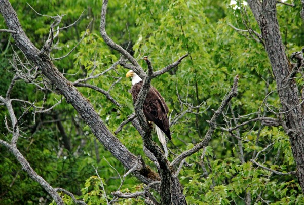 Regal Bald Eagle by Deb Oppermann